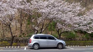 昌原の桜