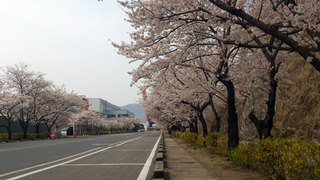 昌原の桜