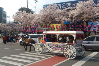 鎮海桜祭り