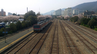 鎮海桜祭り