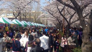 鎮海桜祭り